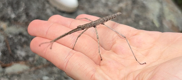 my stick bug picture
